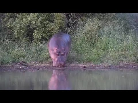 Djuma: Hippo - 18:57 - 02/04/2020
