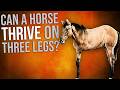 Can a horse THRIVE on three legs?