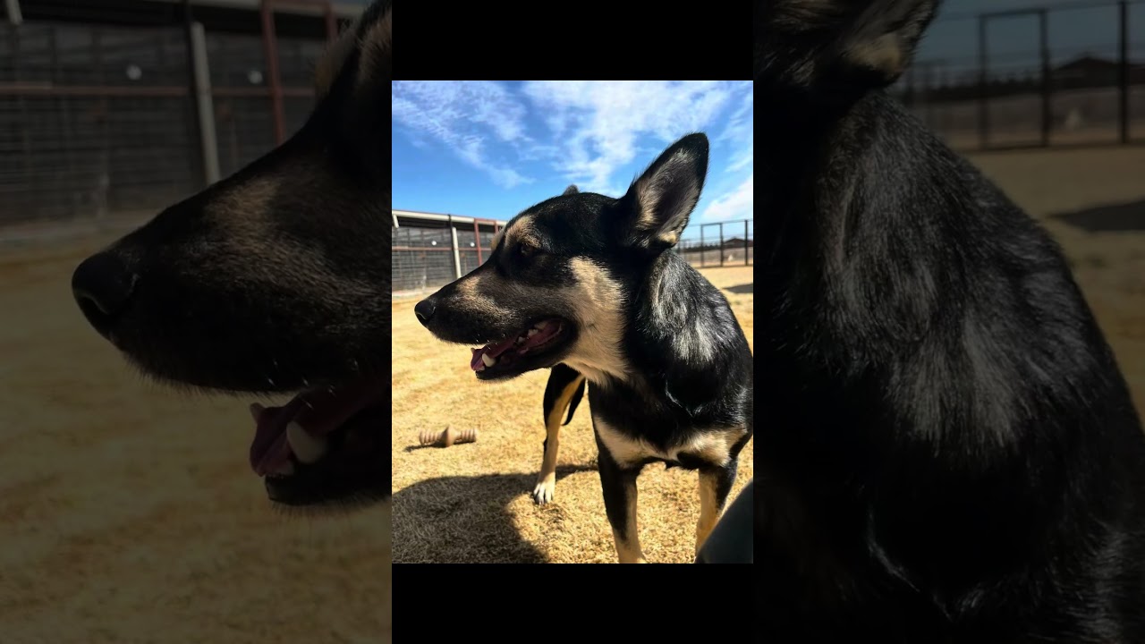 Whitney, a Adoptable mixed breed in Lubbock, TX video 6/6