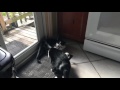 Tuxedo Cat Fight Brother Vs Brother
