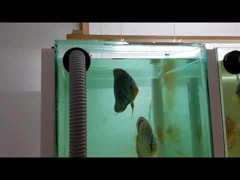 Our Discus spawning tanks set-up