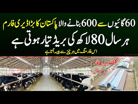 Biggest Dairy Farm of Pakpattan 600 cows 3 shed