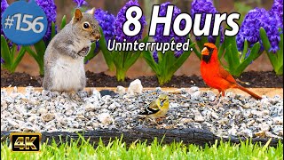 Uninterrupted  TV for Cats 😻 8 Hours of Fluttering Birds 🐦 Squirrels 🐿 CatTV No Ads Updated Video