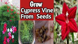 How To Grow Cypress Vine From Seeds|Grow Humming Bird Plant In September|Star Glory Vine Care & Tips