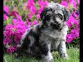 Labradoodle dogs for sale: Max  - Video 1