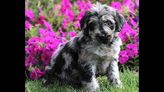 Video preview image #1 Labradoodle mix (+ Poodle Standard) Puppy For Sale in RONKS, PA, USA