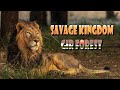 Savage Kingdom Asiatic Lion Gir Forest