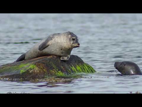 Ronneby Archipelago Sweden