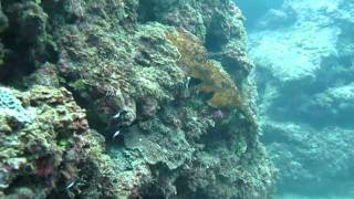 preview picture of video 'Blue Triggerfish playing ostrich also curious baby lobsters taken NE of Claveria Lagoon Philippines'