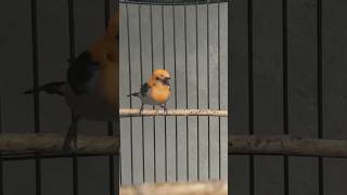 Download lagu kemade gacor full isian #kemadegacor #mabeskicau #short #shorts mp3