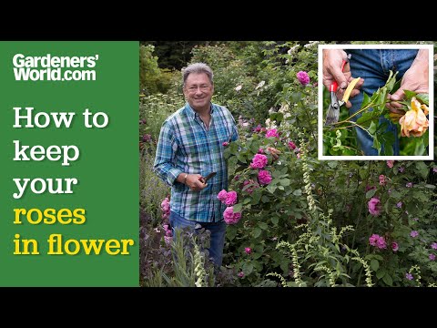 The best way to KEEP ROSES FLOWERING | Alan Titchmarsh's rose deadheading guide