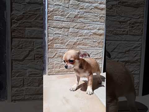 Vendita Cucciole di Chihuahua toy