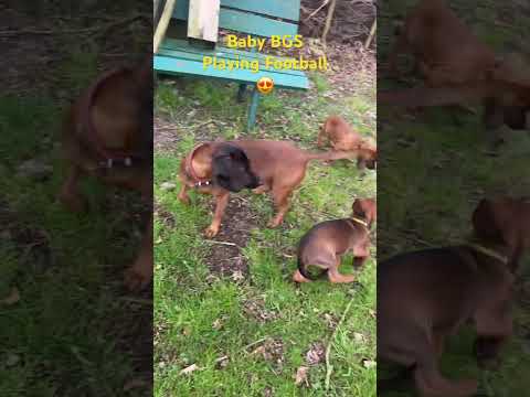 BGS is Playing Football in the Garden 😍😺 #shorts #bgs