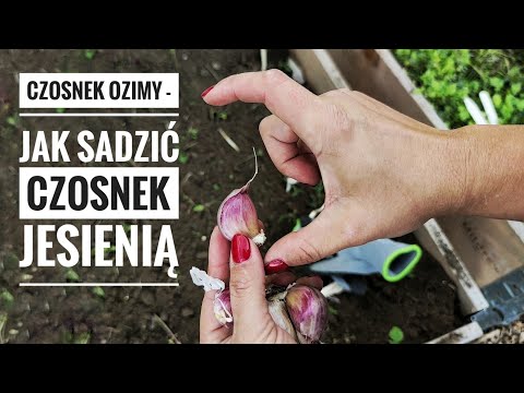 , title : 'Jak sadzić czosnek zimowy. Sadzimy czosnek jesienią. Ogród warzywny porady ogrodnicze | www.Kasia.in'
