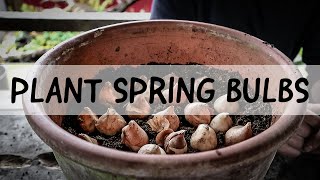 Planting Tulip Bulbs in Pots