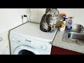 Cat Washing Machine