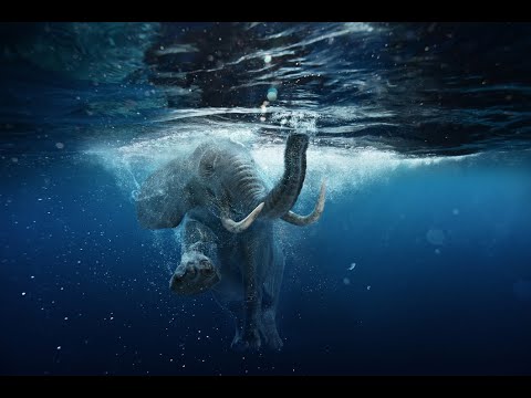 Moć podsvijesti 01 - Zajaši slona