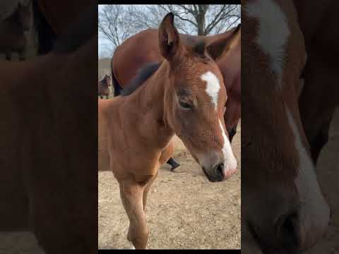 New adventures for the 2026 foals Follow @katievanslykelife for more baby content #katievanslyke 