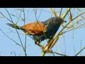 Suara Burung Bubut Jawa