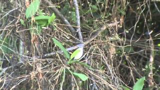 preview picture of video 'Birds of Venezuela: Lesser Wagtail-Tyrant- Stigmatura napensis'