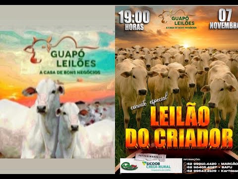 LEILÃO DE GADO EM GUAPÓ - GOIÁS  07/11/2025