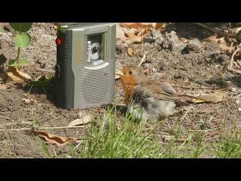 Panchiko - Lifestyle Trainers (Official Video)