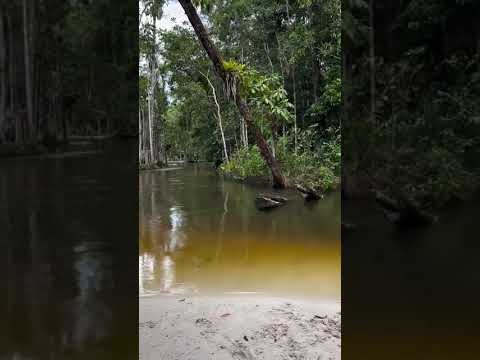 #Presidente Figueiredo Amazonas 🐆🐾