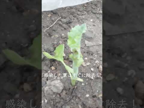 庭を這う昆虫を撃退するための芳香性ハーブの注入