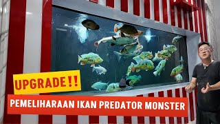 GAK NYANGKA !!! PULUHAN IKAN PREDATOR MONSTER DAN PULUHAN AQUARIUM DI HANDLE SEORANG DIRI SAJA !!!
