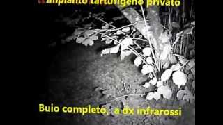 preview picture of video 'A tartufi Test con gli infrarossi fai da te.wmv'