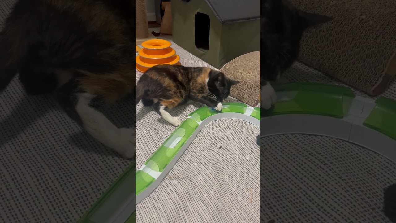 Enlarge Snickers, a ADOPTABLE mixed breed in Hyattsville, MD video 4/4