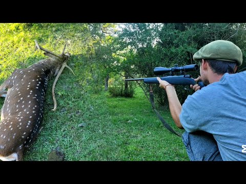 THERE THEY ARE! 🔥🎯 TREMENDOUS AXIS DEER HUNT IN ARGENTINA - Hunting and Cooking