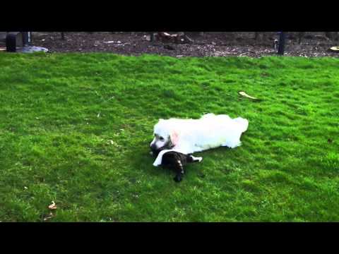 MY CAT & DOG MASTER AND SLAVE !