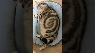#寝ている猫#cat