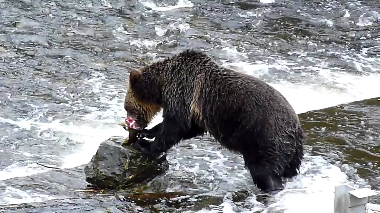 Grizzly Bear salmon fishing