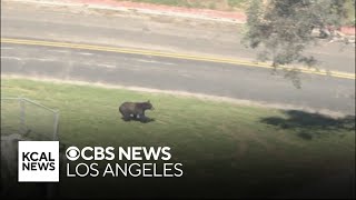 Bear runs through Castaic park, hides from wildlife officials in tall tree