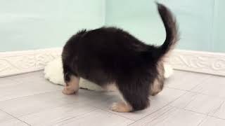 ハーフ犬の動画01