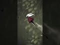 When Will Silksong Be Released?