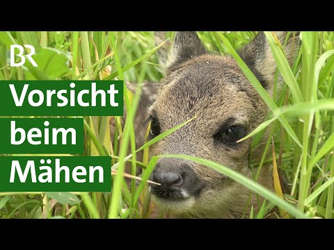 Tierschutz: Wie kann man tierschonend Wiesen mähen? | Unser Land | BR Fernsehen