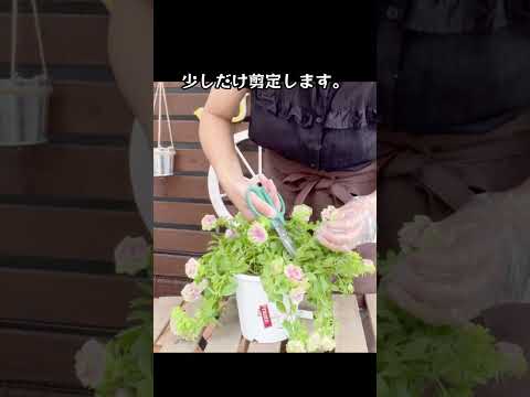 園芸 ペチュニア