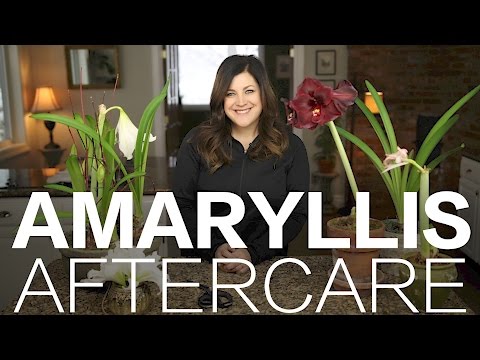 image-Why is my amaryllis not flowering?