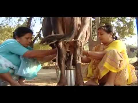 download lagu mp3 mp4 Amul Cooperative Model, download lagu Amul Cooperative Model gratis, unduh video klip Amul Cooperative Model