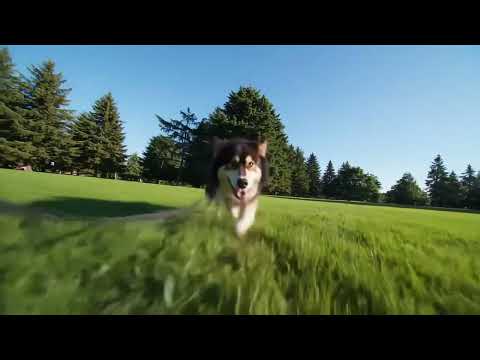 Dog pulls away leash from owner