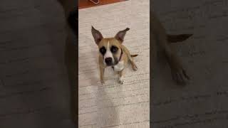 Video preview image #1 Boxer Puppy For Sale in Rockville, MD, USA