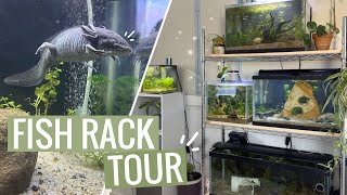 FULL Fish Rack Tour | 5 Tanks