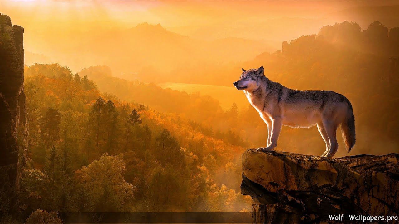 Amazing Real Wolf Wallpapers 4K