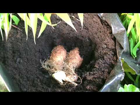 Yams Wurzel / Knolle / wird eingepflanzt / Dioscorea bulbifera