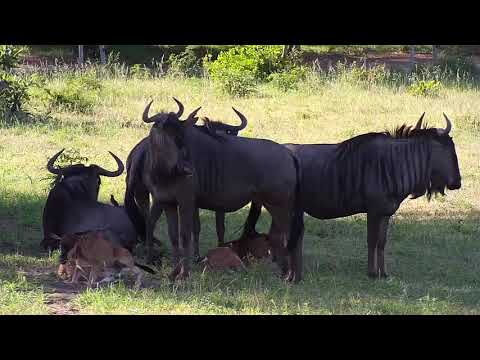 Djuma: Wildebeests with 6 calves - 16:12 - 12/29/19