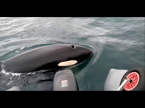 Wal Sichtung in Russland - Ist das der neugierigste Orca der Welt?