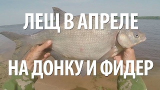 Лещ в апреле на фидер